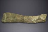 Fossil Sauropod (Camarasaurus) Ulna with Metal Stand - Colorado #350493-6
